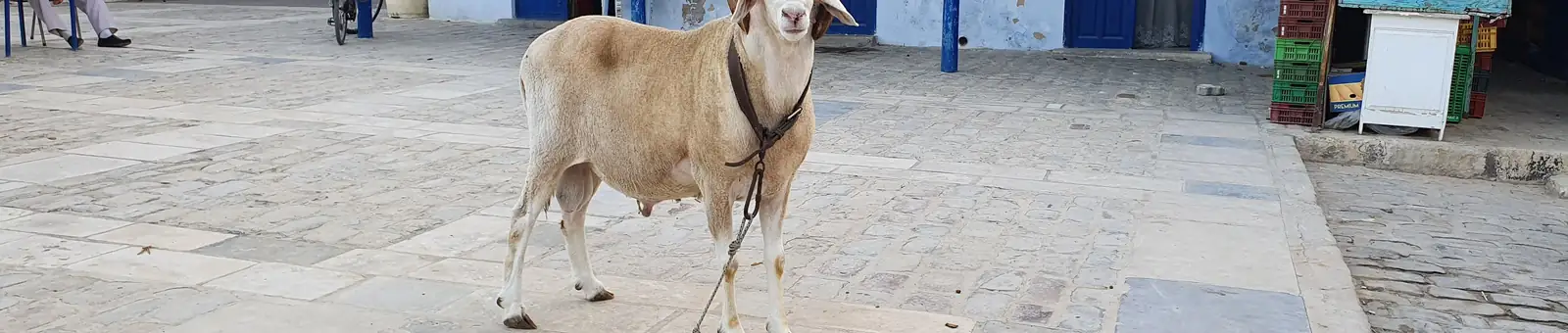 Bélier attaché sur une place de Kairouan, devant une façade bleue et blanche